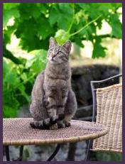 cat waiting for her food