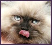 cat licking chops - yummy