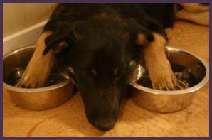 dog guarding his food bowls