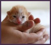 infant kitten